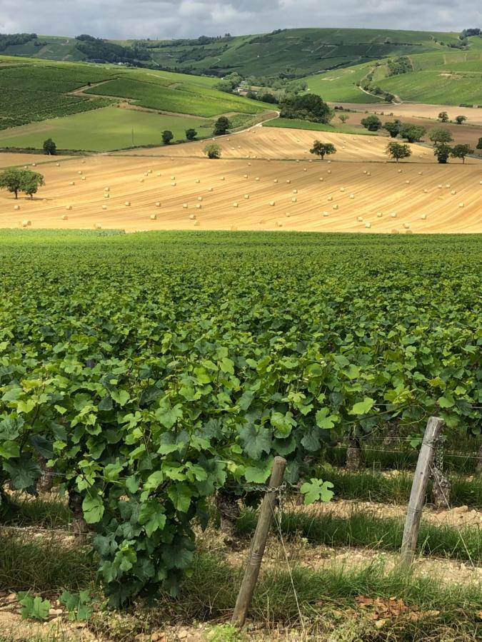 Sancerre Sunflower - Tournesol De Sancerre Eksteriør billede
